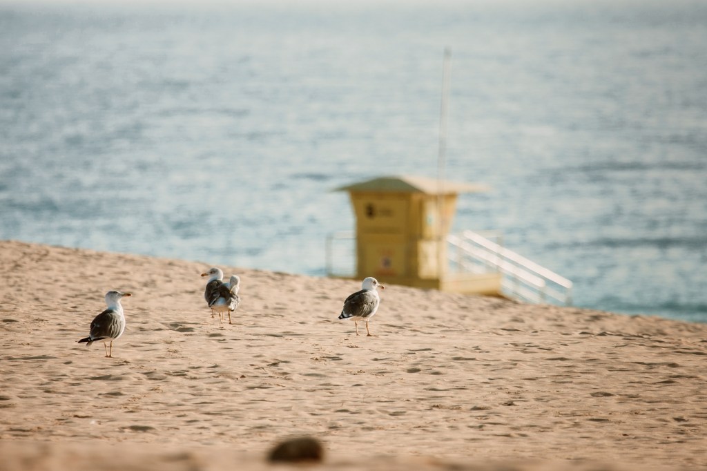 Little birds in front of lifeguard shed in Fuerteventura